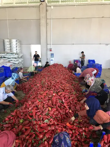 Tire, İzmir saha ziyareti (Ağustos 2020) — biber
