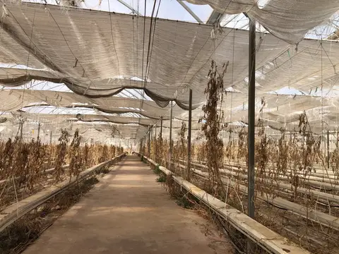 Bergama, İzmir saha ziyareti (Ekim 2020) — domates