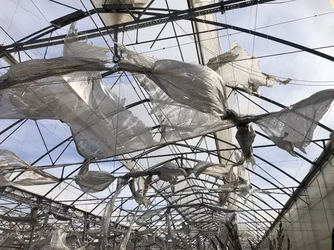 Bergama, İzmir saha ziyareti (Ekim 2020) — domates
