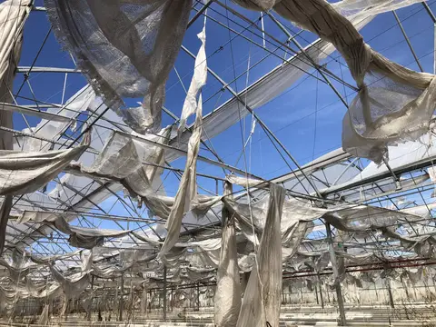 Bergama, İzmir saha ziyareti (Ekim 2020) — domates