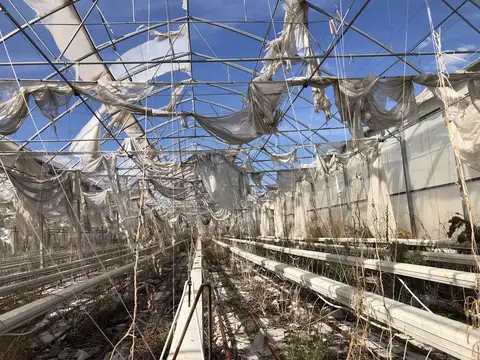 Bergama, İzmir saha ziyareti (Ekim 2020) — domates