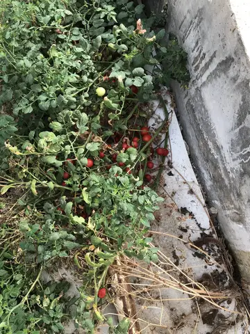 Bergama, İzmir saha ziyareti (Ekim 2020) — domates