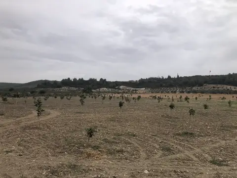 Menderes, İzmir saha ziyareti (Ekim 2020) — zeytin