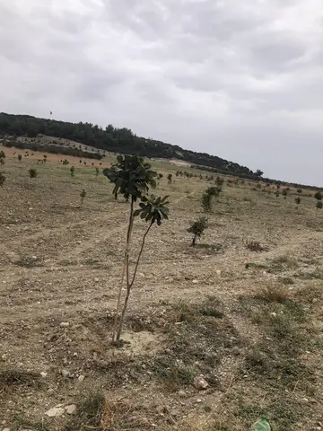 Menderes, İzmir saha ziyareti (Ekim 2020) — zeytin