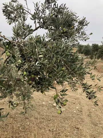 Menderes, İzmir saha ziyareti (Ekim 2020) — zeytin
