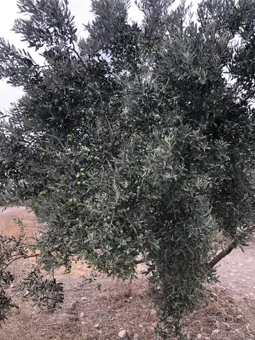 Menderes, İzmir saha ziyareti (Ekim 2020) — zeytin