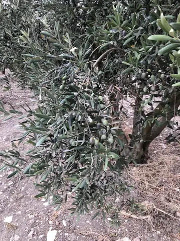 Menderes, İzmir saha ziyareti (Ekim 2020) — zeytin