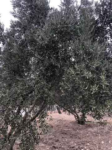 Menderes, İzmir saha ziyareti (Ekim 2020) — zeytin