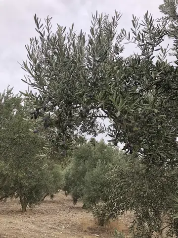 Menderes, İzmir saha ziyareti (Ekim 2020) — zeytin