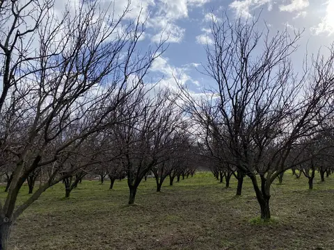 Menemen, İzmir saha ziyareti (Ocak 2021) — meyve bahçesi