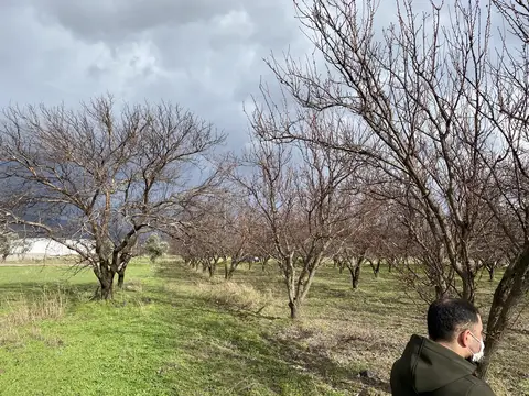 Menemen, İzmir saha ziyareti (Ocak 2021) — meyve bahçesi