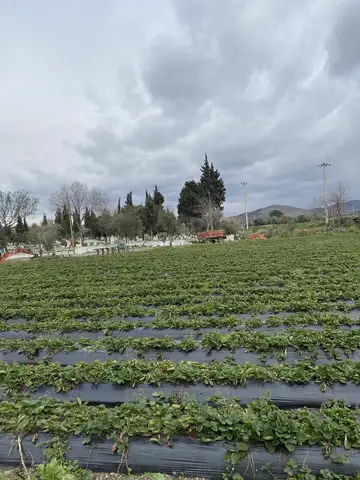 İzmir saha ziyareti (Şubat 2021) — çilek