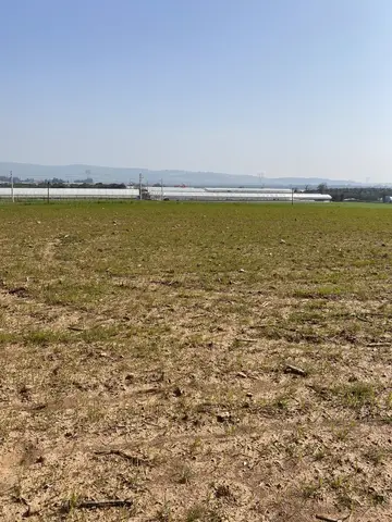 Menderes, İzmir saha ziyareti (Şubat 2021) — buğday