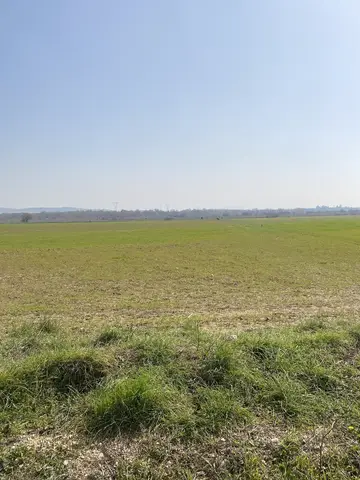 Menderes, İzmir saha ziyareti (Şubat 2021) — buğday