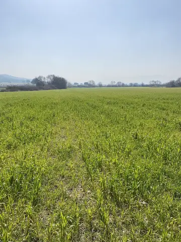 Menderes, İzmir saha ziyareti (Şubat 2021) — buğday