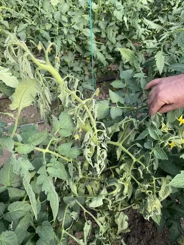 Menemen, İzmir saha ziyareti (Mayıs 2021) — biber