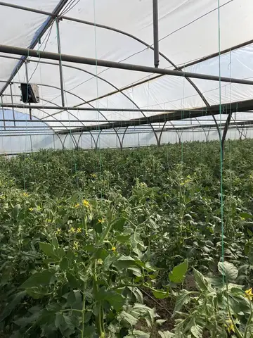 Menemen, İzmir saha ziyareti (Mayıs 2021) — biber