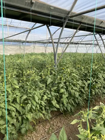 Menemen, İzmir saha ziyareti (Mayıs 2021) — biber