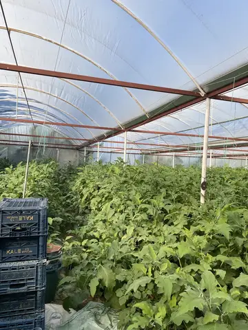 Menemen, İzmir saha ziyareti (Eylül 2022) — patlıcan, çilek