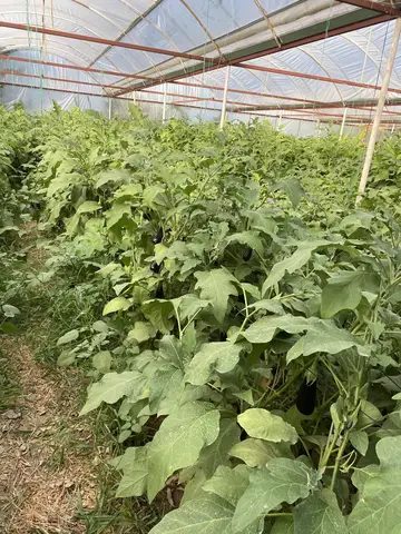 Menemen, İzmir saha ziyareti (Eylül 2022) — patlıcan, çilek