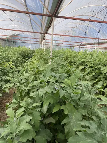 Menemen, İzmir saha ziyareti (Eylül 2022) — patlıcan, çilek