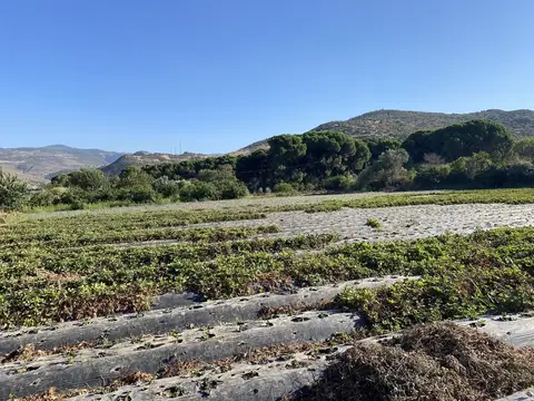 Menemen, İzmir saha ziyareti (Eylül 2022) — patlıcan, çilek