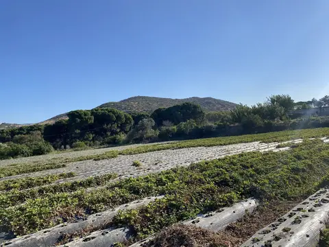 Menemen, İzmir saha ziyareti (Eylül 2022) — patlıcan, çilek