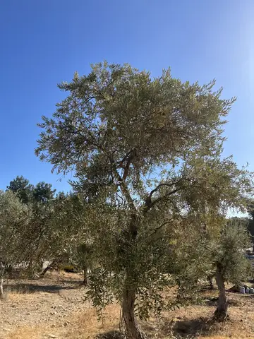 Buca, İzmir saha ziyareti (Kasım 2022) — zeytin