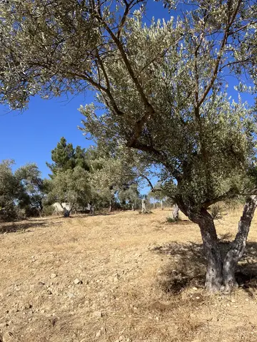 Buca, İzmir saha ziyareti (Kasım 2022) — zeytin