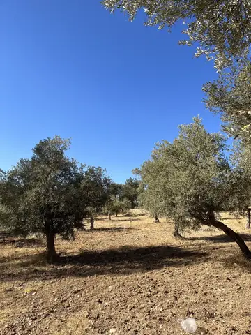İzmir saha ziyareti (Kasım 2022) — zeytin