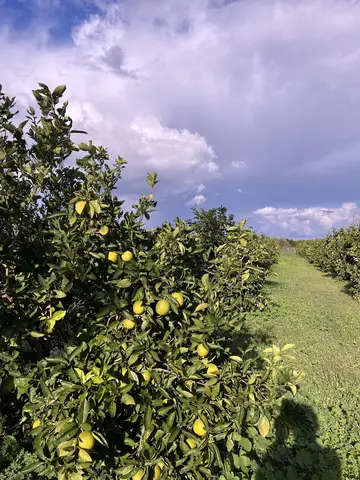 Kıbrıs saha ziyareti (Kasım 2022) — limon