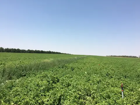 Sarayönü, Konya saha ziyareti (Ağustos 2016) — patates