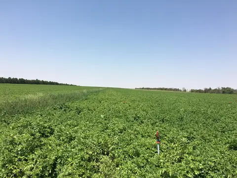 Sarayönü, Konya saha ziyareti (Ağustos 2016) — patates