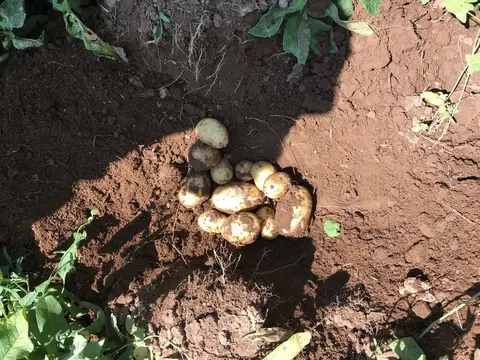 Sarayönü, Konya saha ziyareti (Ağustos 2016) — patates