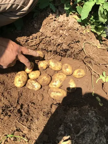 Sarayönü, Konya saha ziyareti (Ağustos 2016) — patates