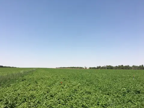 Sarayönü, Konya saha ziyareti (Ağustos 2016) — patates