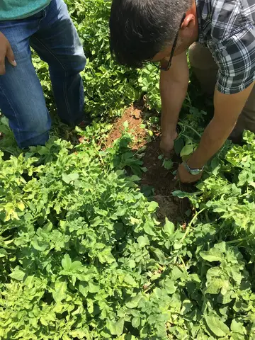 Sarayönü, Konya saha ziyareti (Ağustos 2016) — patates
