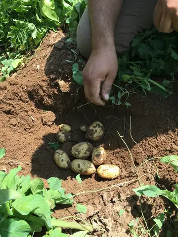 Sarayönü, Konya saha ziyareti (Ağustos 2016) — patates