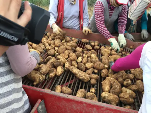 Sarayönü, Konya saha ziyareti (Eylül 2016) — patates