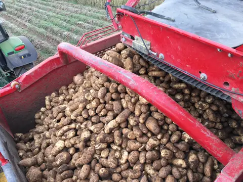 Sarayönü, Konya saha ziyareti (Eylül 2016) — patates