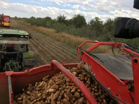 Sarayönü, Konya saha ziyareti (Eylül 2016) — patates