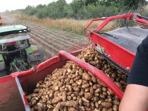 Sarayönü, Konya saha ziyareti (Eylül 2016) — patates