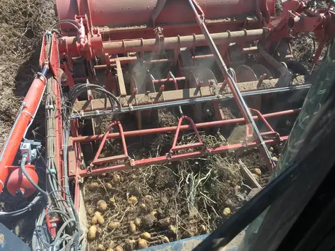 Sarayönü, Konya saha ziyareti (Ekim 2016) — patates