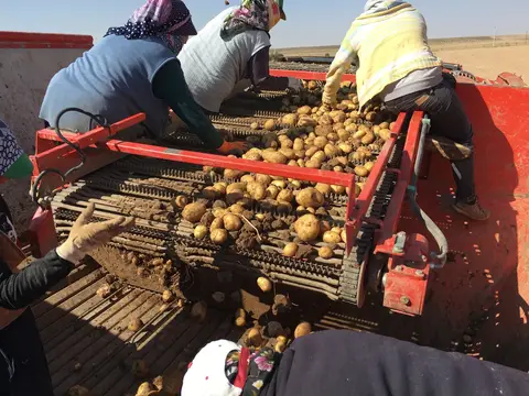 Sarayönü, Konya saha ziyareti (Ekim 2016) — patates