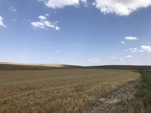 Konya saha ziyareti (Temmuz 2020) — buğday