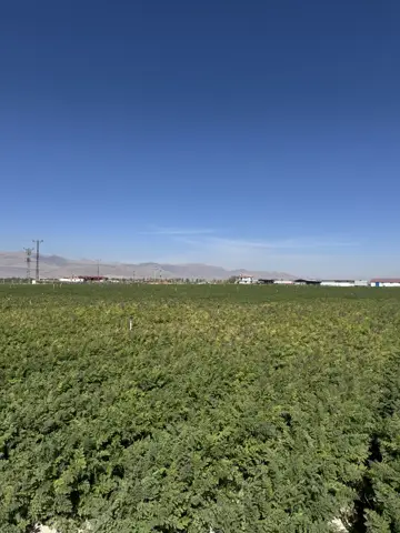 Karapınar, Konya saha ziyareti (Ekim 2025) — havuç