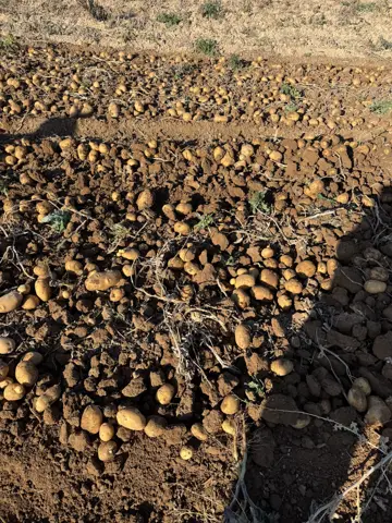Karatay, Konya saha ziyareti (Ekim 2025) — patates