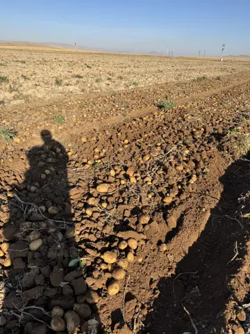 Karatay, Konya saha ziyareti (Ekim 2025) — patates