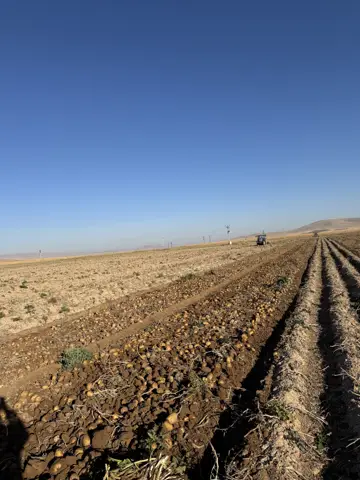 Karatay, Konya saha ziyareti (Ekim 2025) — patates