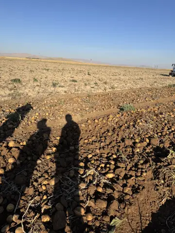 Karatay, Konya saha ziyareti (Ekim 2025) — patates